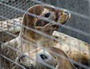 Seal Release - 2nd June  2014