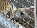 Seal Release - 2nd June  2014