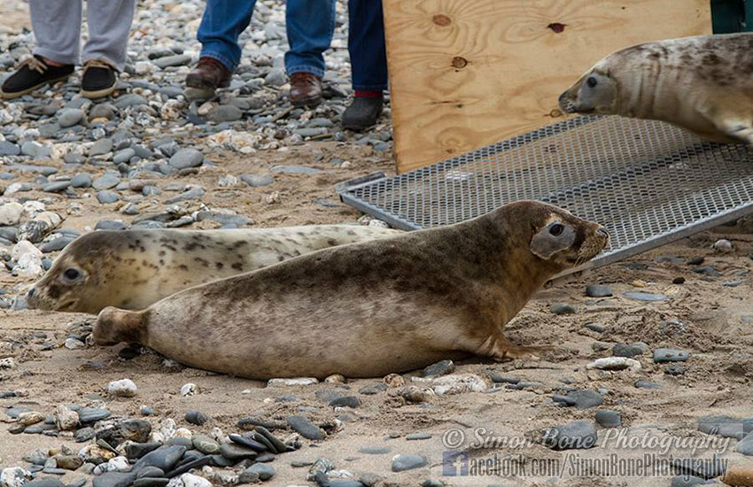 Seal Release - 2nd June 2014