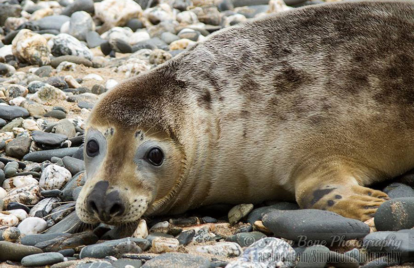 Seal Release - 2nd June 2014