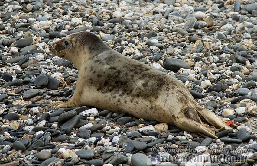 Seal Release - 2nd June 2014