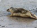Seal Release - 2nd June  2014