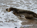 Seal Release - 2nd June  2014