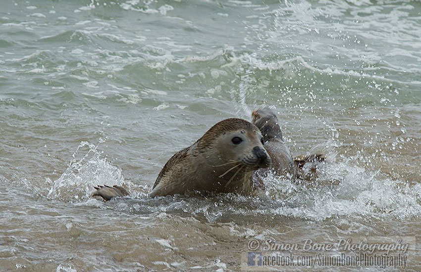 Seal Release - 2nd June 2014