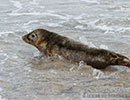Seal Release - 2nd June  2014
