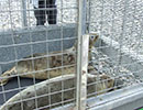 Seal Release - 4th July 2014