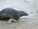 Seal Release - 4th July 2014
