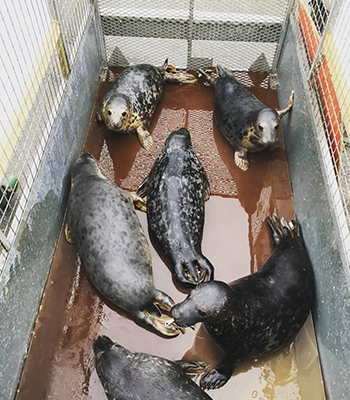 Seal Release - 6th January 2017