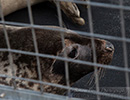 Seal Release - 6th May 2014