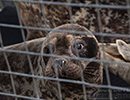 Seal Release - 6th May 2014
