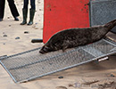 Seal Release - 6th May 2014