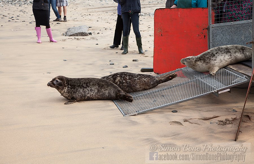 Seal Release - 6th May 2014