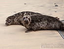 Seal Release - 6th May 2014