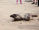 Seal Release - 6th May 2014