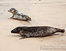 Seal Release - 6th May 2014