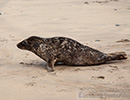 Seal Release - 6th May 2014