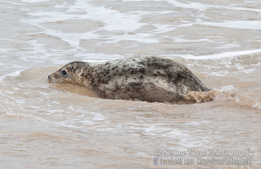 Seal Release - 6th May 2014