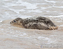 Seal Release - 6th May 2014
