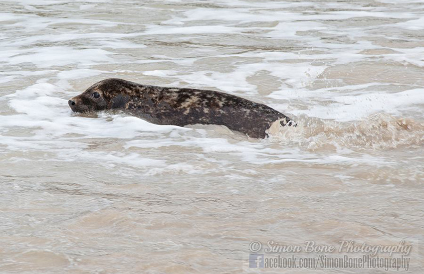 Seal Release - 6th May 2014