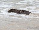 Seal Release - 6th May 2014