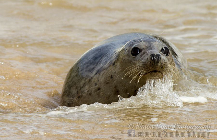Seal Release - 6th May 2014