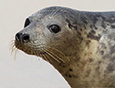 Seal Release - 6th May 2014