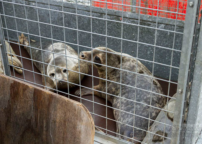 Seal Release - 10th May 2016 - Photo by Simon Bone