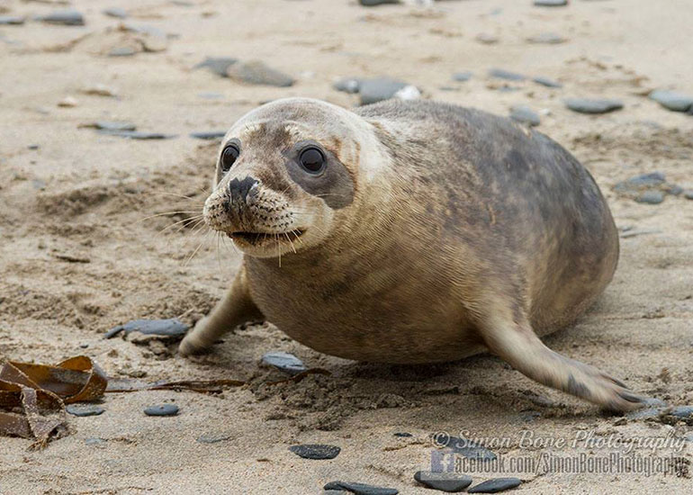 Seal Release - 10th May 2016 - Photo by Simon Bone