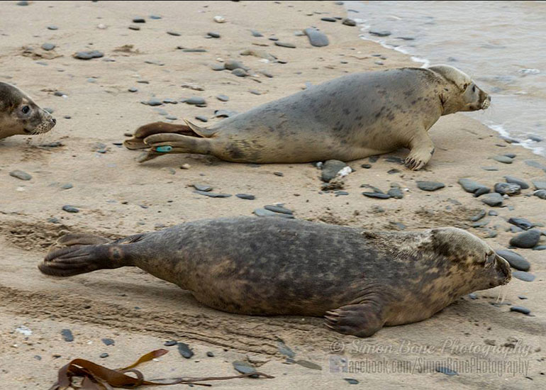 Seal Release - 10th May 2016 - Photo by Simon Bone