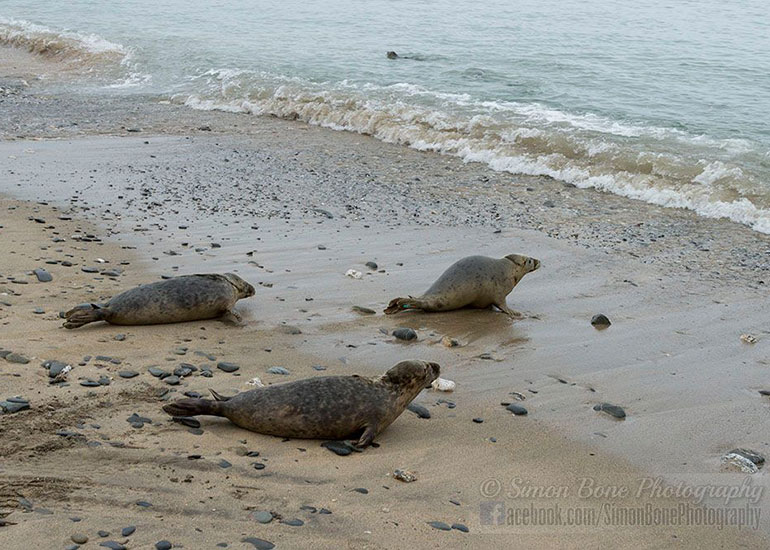 Seal Release - 10th May 2016 - Photo by Simon Bone