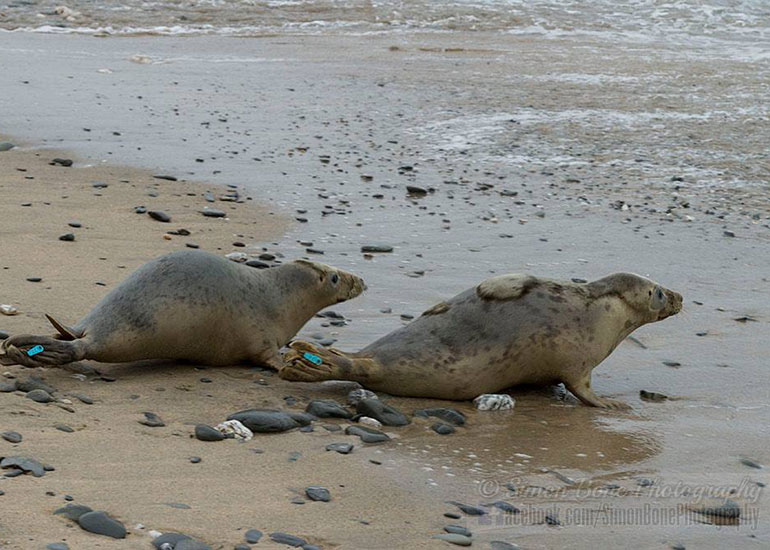 Seal Release - 10th May 2016 - Photo by Simon Bone