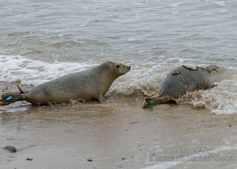 Seal Release - 10th May 2016 - Photo by Simon Bone