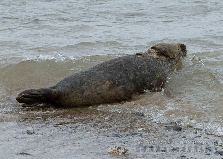 Seal Release - 10th May 2016 - Photo by Simon Bone