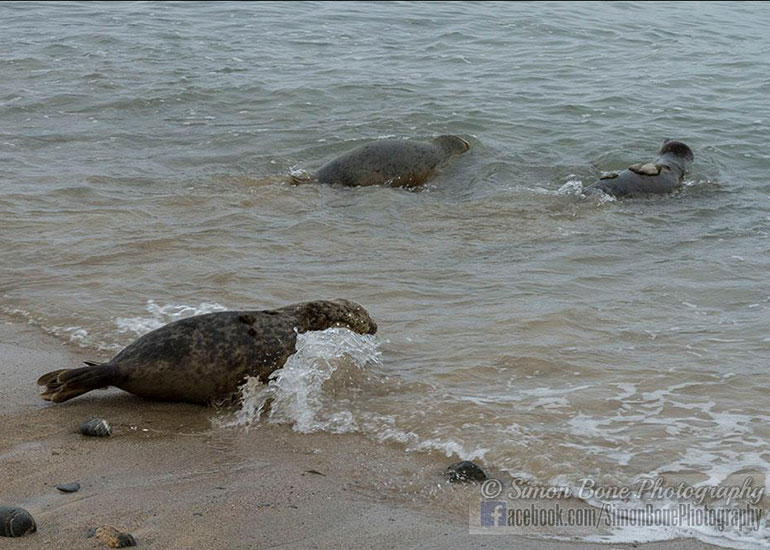 Seal Release - 10th May 2016 - Photo by Simon Bone