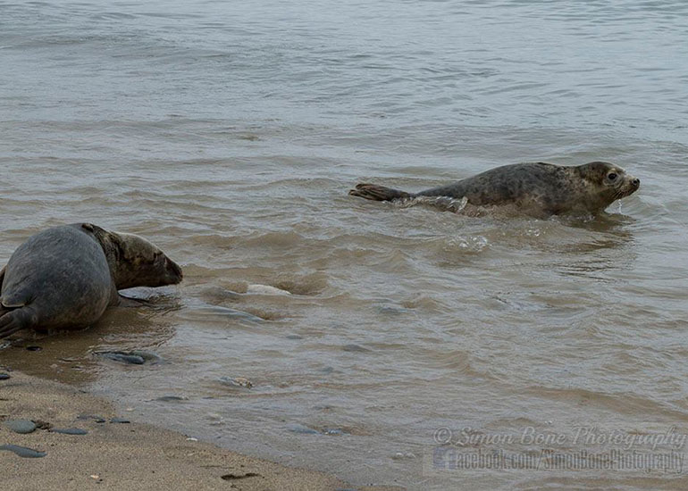 Seal Release - 10th May 2016 - Photo by Simon Bone