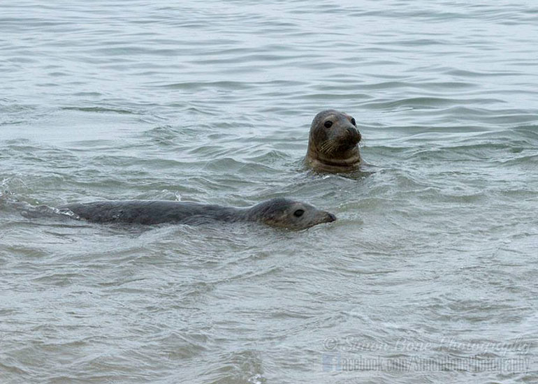 Seal Release - 10th May 2016 - Photo by Simon Bone