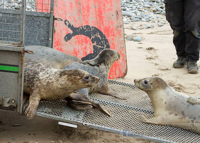 Seal Release - 10th May 2016 - Photo by Simon Bone