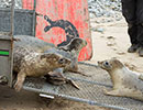 Seal Release - 10th May 2016