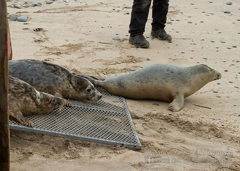 Seal Release - 10th May 2016 - Photo by Simon Bone