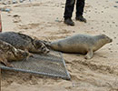 Seal Release - 10th May 2016