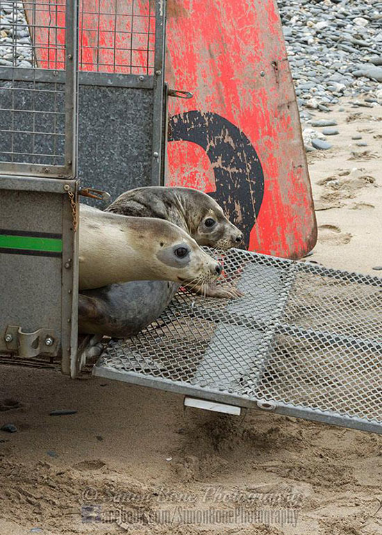 Seal Release - 10th May 2016 - Photo by Simon Bone
