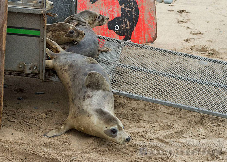 Seal Release - 10th May 2016 - Photo by Simon Bone