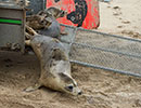 Seal Release - 10th May 2016