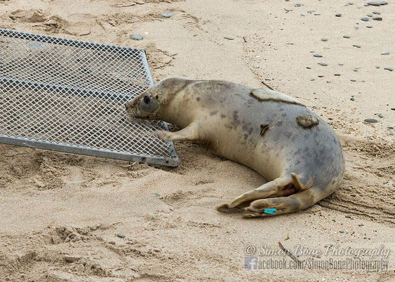 Seal Release - 10th May 2016 - Photo by Simon Bone