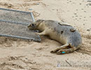 Seal Release - 10th May 2016