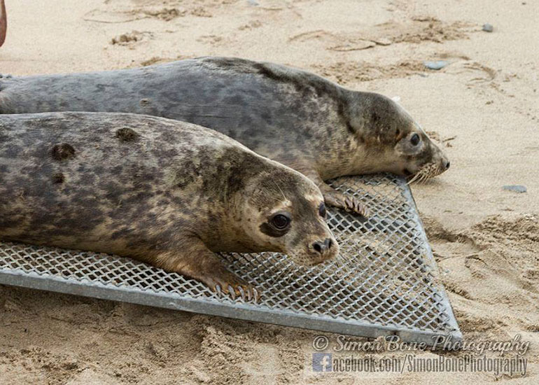 Seal Release - 10th May 2016 - Photo by Simon Bone