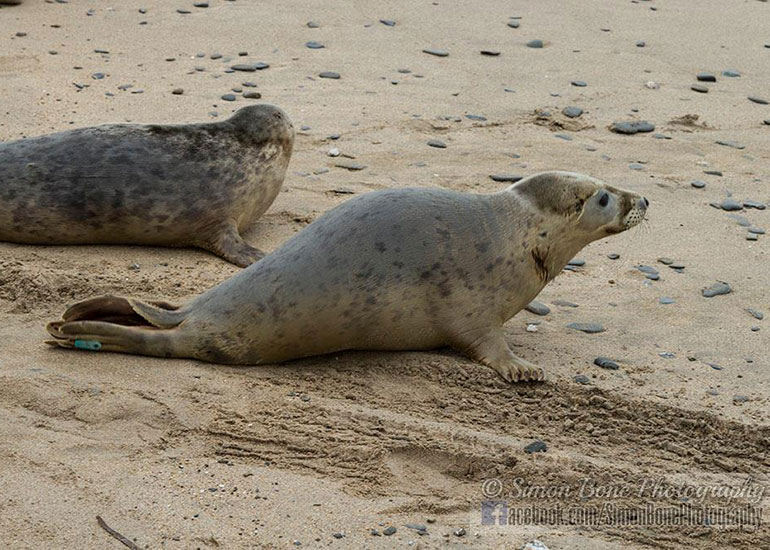 Seal Release - 10th May 2016 - Photo by Simon Bone