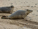 Seal Release - 10th May 2016