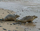 Seal Release - 10th May 2016
