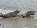 Seal Release - 10th May 2016